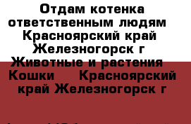 Отдам котенка ответственным людям - Красноярский край, Железногорск г. Животные и растения » Кошки   . Красноярский край,Железногорск г.